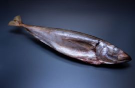 Chinchard du large entier (Trachurus picturatus)