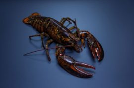 Homard Vivant